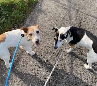 URGENT, please retweet to help Lucy and Freeway find a home #Manchester #UK will re home within 100 miles 
Bonded pair, their OWNER HAS PASSED AWAY. They are aged 8 and 11 housetrained, good on the lead and with dogs, possibly live with children aged 10+ 

rochdale-dog-rescue.com/urgentdogs.html