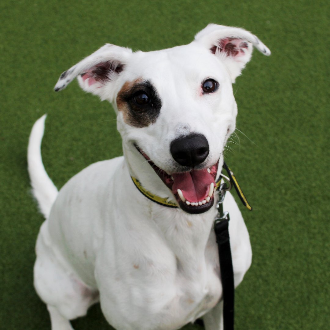 DT_Darlington's tweet photo. Sweet girl Roxy has that #fridayfeeling
Roxy is still on the lookout for her #foreverhome maybe this will be her lucky weekend. Send her some ❤️ this Friday
#dogstrust #dogstrustdarlington #lurcher #sweetgirl #adogslife #needsahome #lovesacuddle #happyface https://t.co/TEA80xVWoO