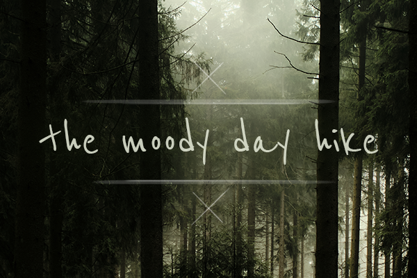 Friday, a good day for a collection drop, isn't it.
"the moody day hike" is available on <a href="/opensea/">OpenSea</a>. It's about nature and the forrest and some fog 🌳 

- drop 1 with 20 photography pieces
- raffles for 2 special pieces
- you can find airdrops 👻
- every sale will plant 11 trees
