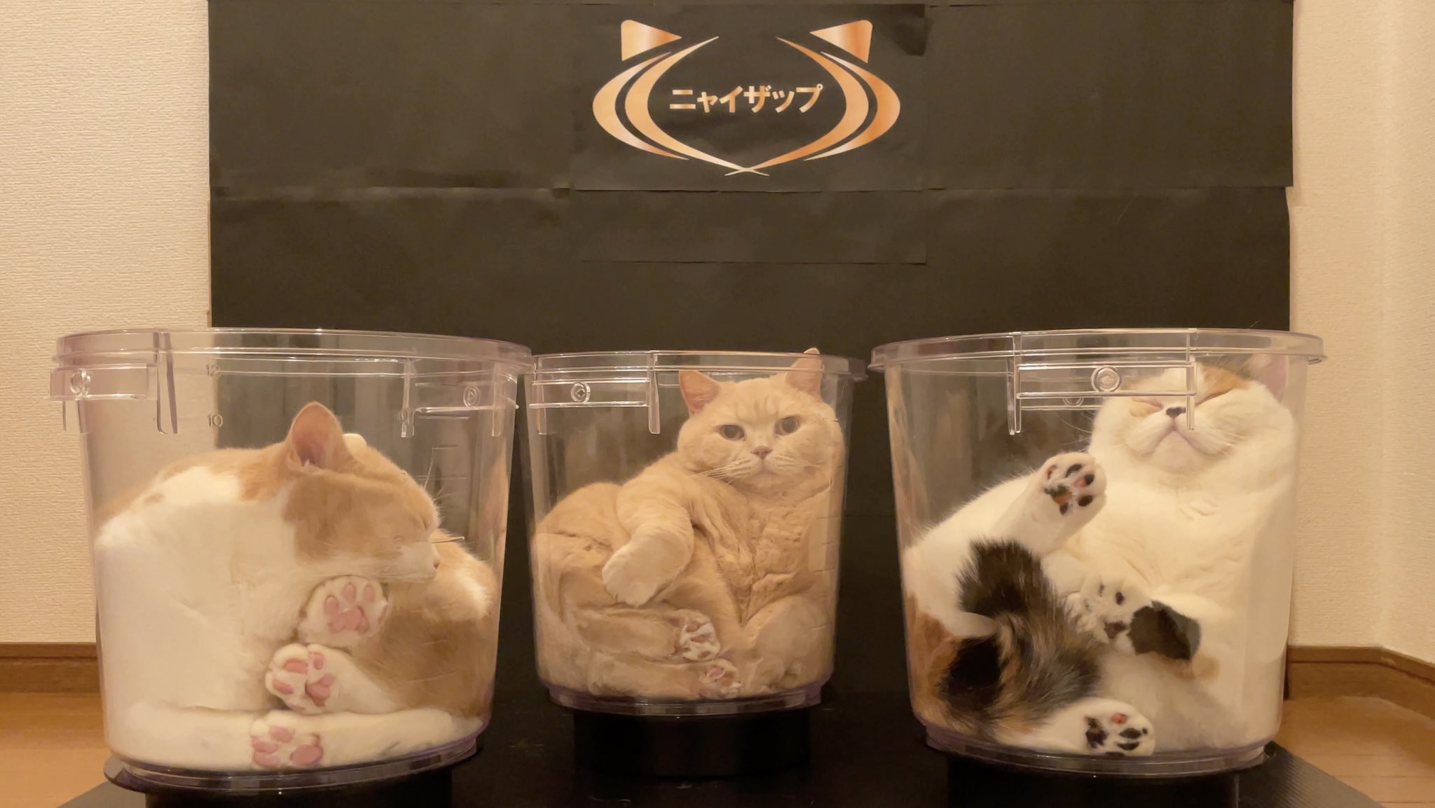 たしの猫 ck1318-5.jpg