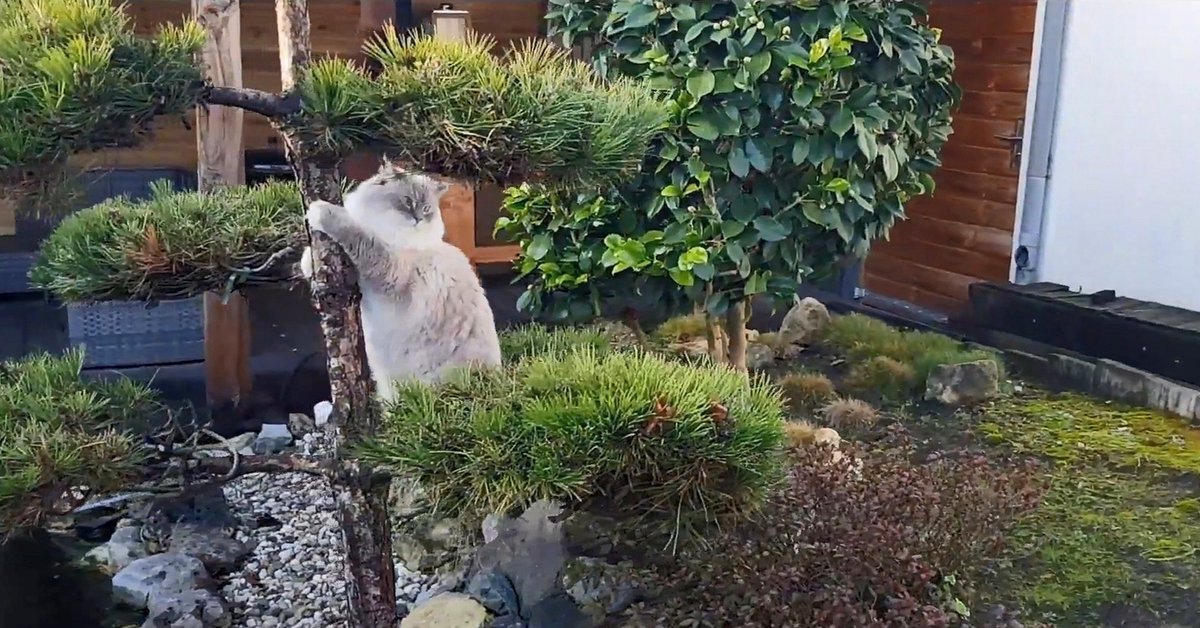 xiedubbel's tweet photo. Cat Runs Into Bonsai Tree 🙈
https://t.co/u5AtLcrb8z
#catzoomies #zoomies #climbingtree #bonsai #cat https://t.co/AYZM617HQz