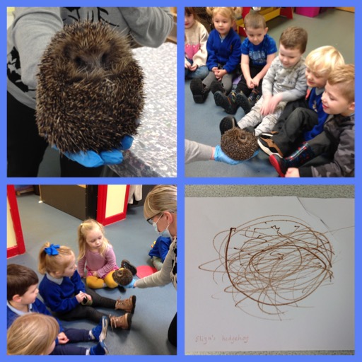 We had the most prickly visitor today! Some of the children drew him. We hope he enjoys his new home. Thank you @LlanfoistPri #ethicalinformedcitizens @EAS_EarlyYears