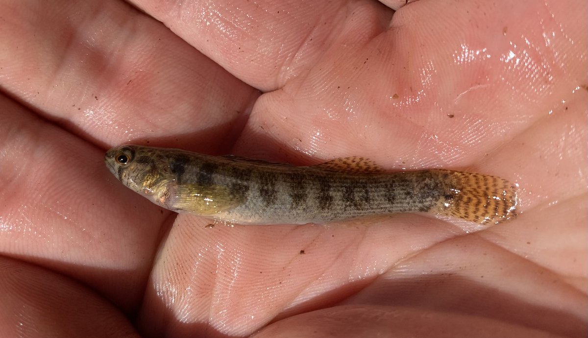 FisHecke's tweet photo. Fish Friday: The Goldstripe Darter (Etheostoma parvipinne) is a species that has a disjunct distribution throughout the southern U.S. This individual was observed in an unnamed tributary of Moro Creek, in the Arkansas portion of the Ouachita River basin. https://t.co/PmyD3vUmnd