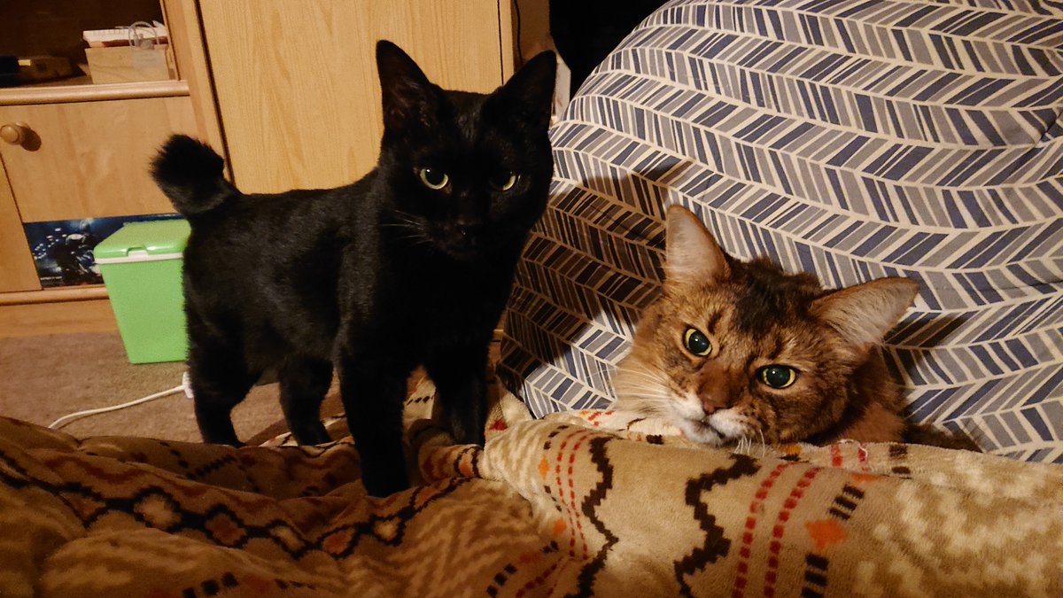paslano3's tweet photo. ニャンズとか日常の雑多垢です😊
皆さんよろしくお願いします🐈 https://t.co/617nrAi6Fm