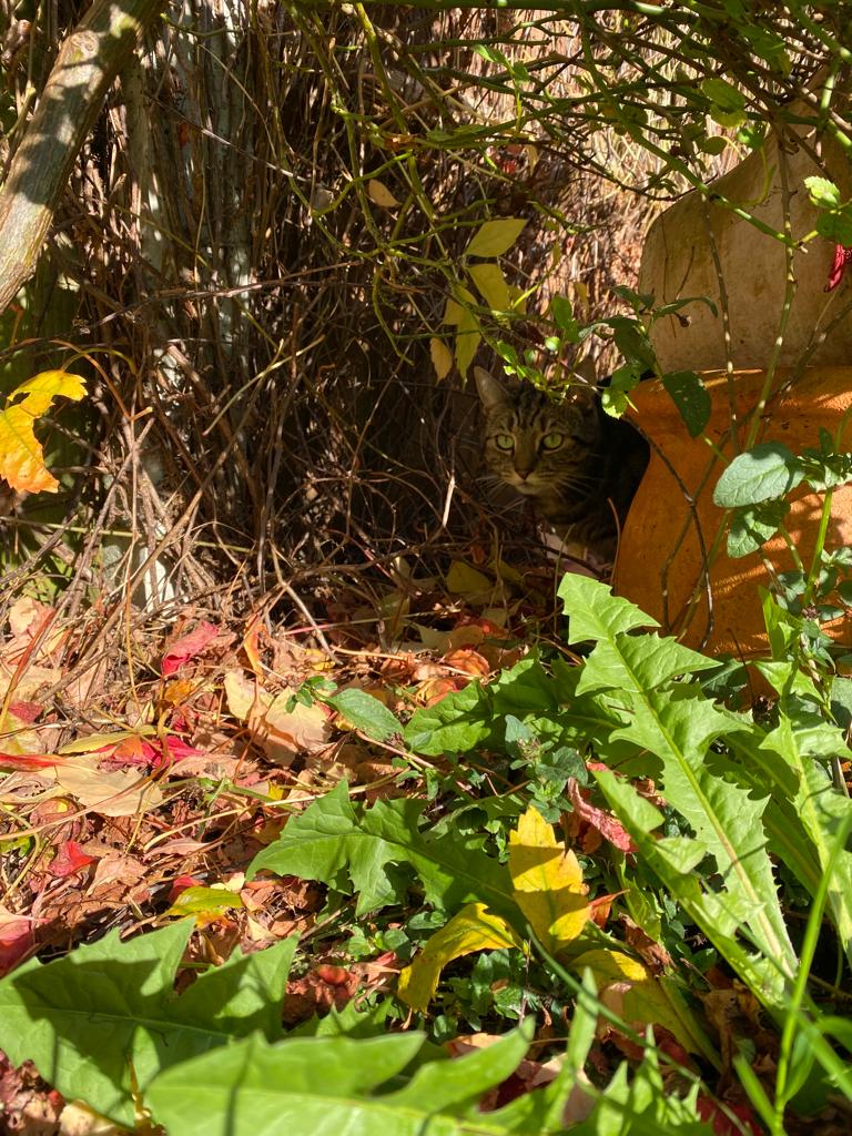 Where is Lilly?! Happy #caturday 🤎