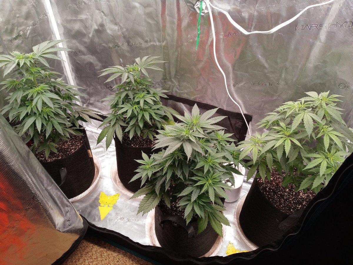 kingwheez's tweet photo. The 2x4 Sp3000 girls wk 4 veg I think. 
🍎Jax: from @InhouseGenetics by way of @ShermanGrows 
White widow: from @SeedsmanSeeds 
😖🍋Dropz: lvl 2 tester @irvineseeds breed by @heknowsgrows https://t.co/7uwo56R3Ac
