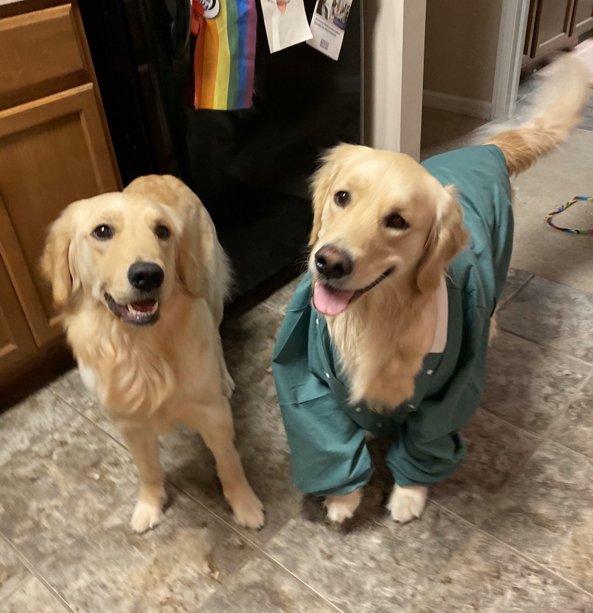 cat_apult's tweet photo. Stole an OR coat for Winnie 🩺
Dr. Winnie M.D. https://t.co/ywxt0mmqAk