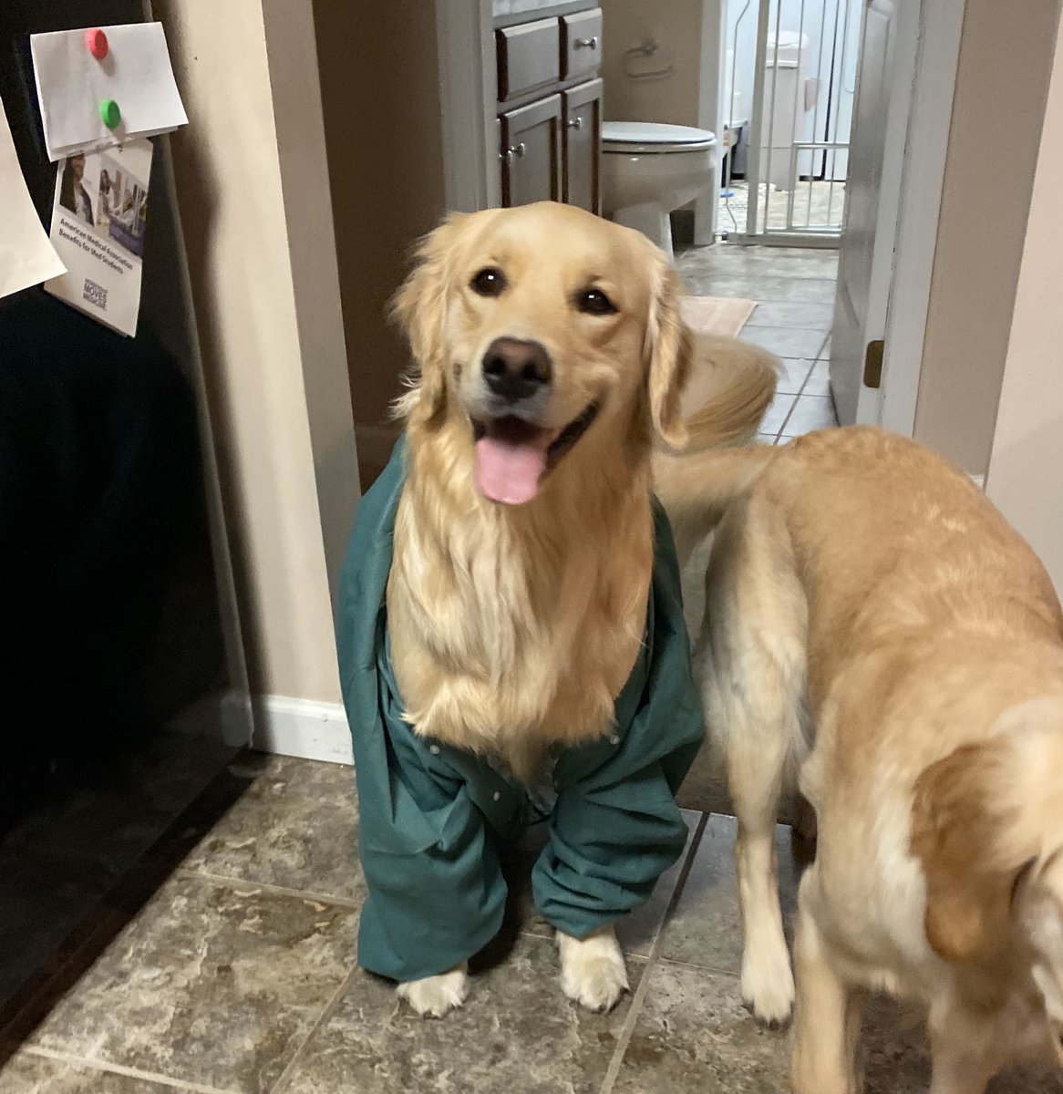 cat_apult's tweet photo. Stole an OR coat for Winnie 🩺
Dr. Winnie M.D. https://t.co/ywxt0mmqAk