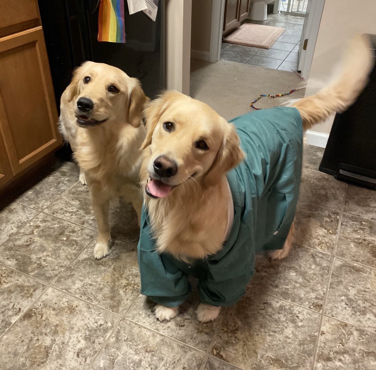 cat_apult's tweet photo. Stole an OR coat for Winnie 🩺
Dr. Winnie M.D. https://t.co/ywxt0mmqAk