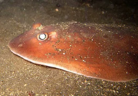 mcmsharksxx's tweet photo. Want to start your day off with some shocking news? This #FlatSharkFriday, meet a medium-sized numbfish that gives off a smaller shock than Coffin and Torpedo rays, the Tasmanian numbfish (Narcine tasmaniensis)! More with @finsunited: https://t.co/oQuJbiq4sx #TFUI https://t.co/B4d5PplzUa