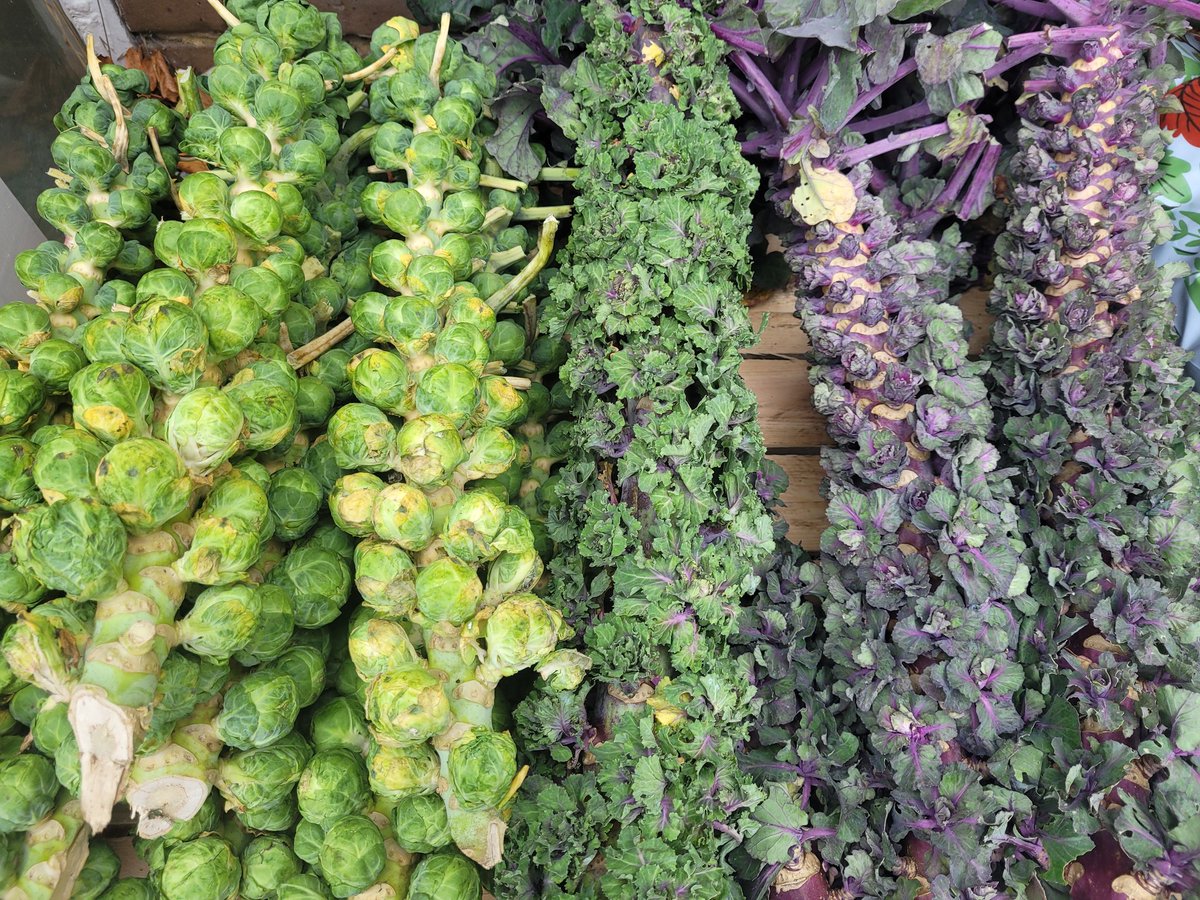 It's that time of year.

Sprouts and flowersprouts/kaleettes.

#locallygrown #kaleettes #flowersprouts #winterveggies #winterveg