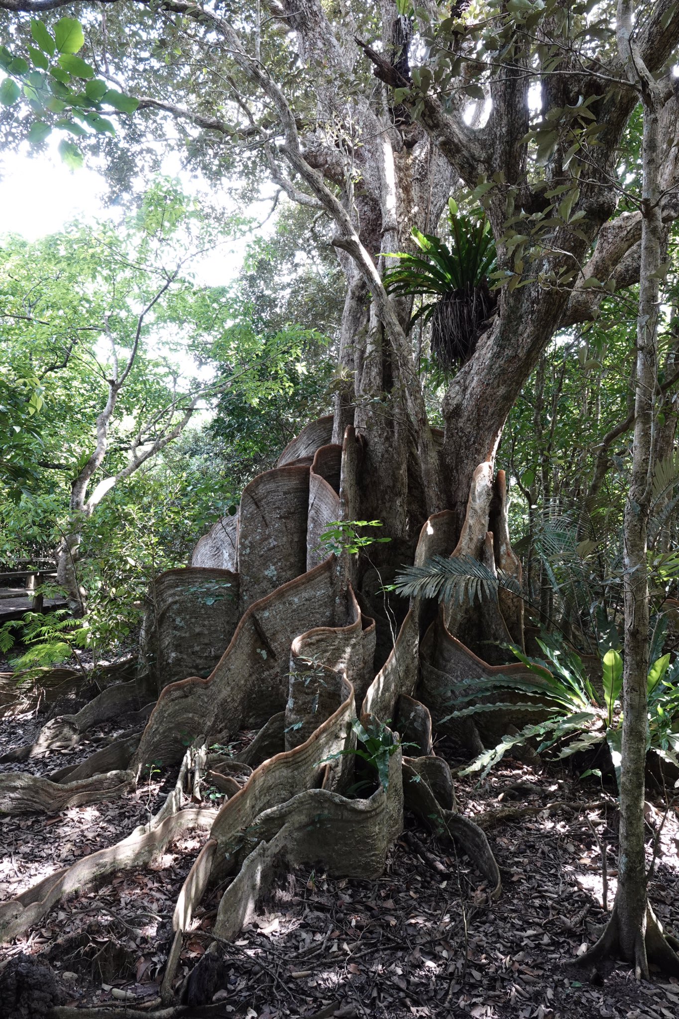 仲間川マングローブクルーズ Twitter Search Twitter