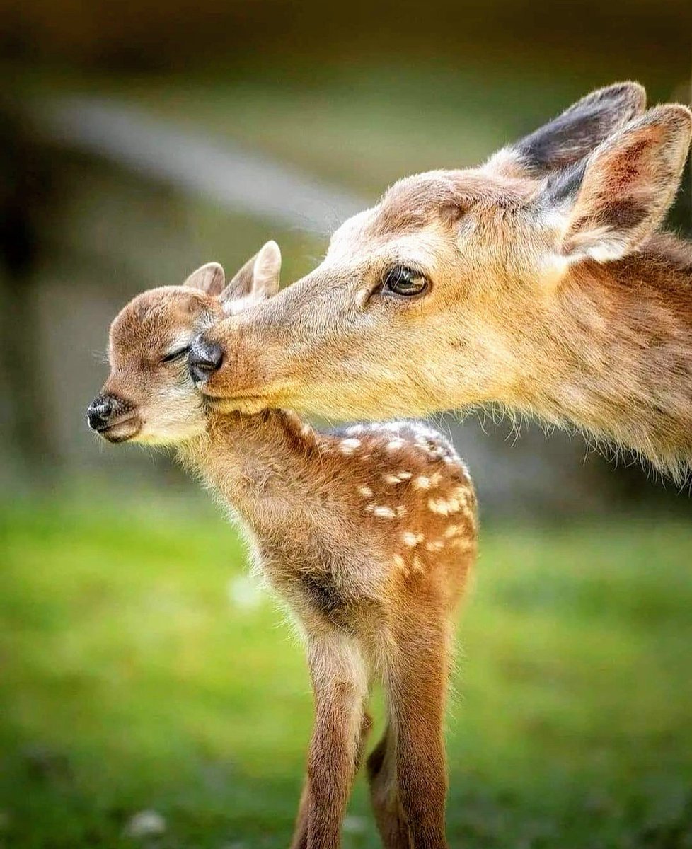 honky_tonk's tweet image. Earth is a planet of love.

地球は愛の星です。
#planet_of_love #愛の星 #affection #愛情
RP @AlteaFerrari