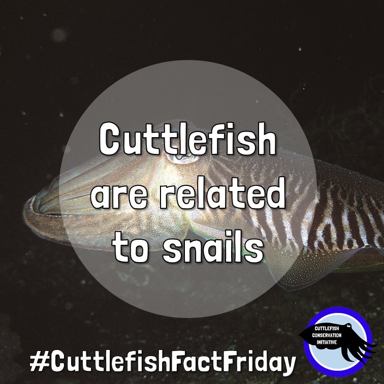 cuttle_cons's tweet photo. It's #CuttlefishFactFriday! Did you know cuttlefish are related to snails? Although distantly related, they are both from the phylum mollusca, which is a grouping of animals above other distinctions such as genus and family.
📸 @.paulnaylormarinephoto (Insta) https://t.co/p3TzrPMJeg