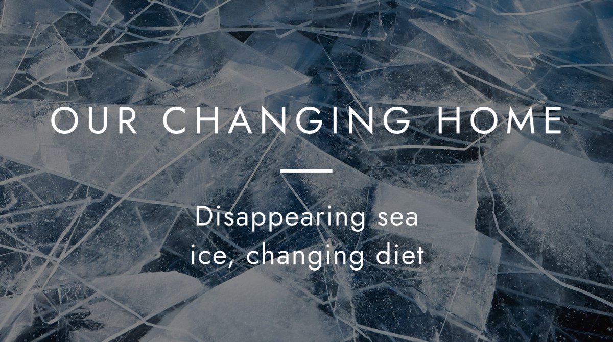 ArcticCouncil's tweet image. Inuit life is linked to ice. Now, as #seaice is decreasing, Inuit face eroding coastlines, polluted diets, impacts on food security &amp;amp; more. But Inuit are resilient &amp;amp; have been adapting to extreme conditions &amp;amp; fluctuations in the #Arctic. See their stories: ow.ly/qoaY50GLZfF
