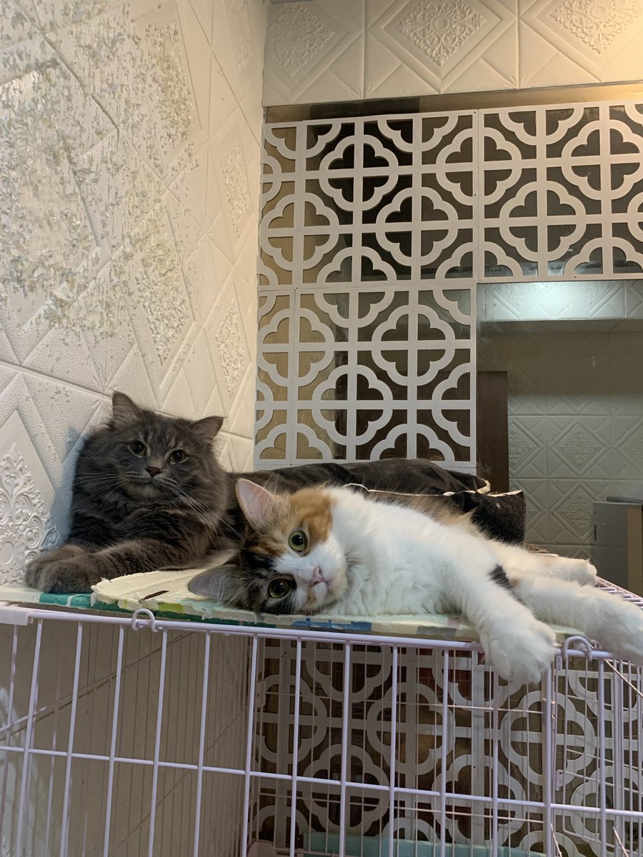 nadya_ep's tweet photo. @NetflixID 6 cats: Spike, Nala, Timmy, Lala, Bobba, &amp; Luna 💜😸 https://t.co/mDbbyDuiOT