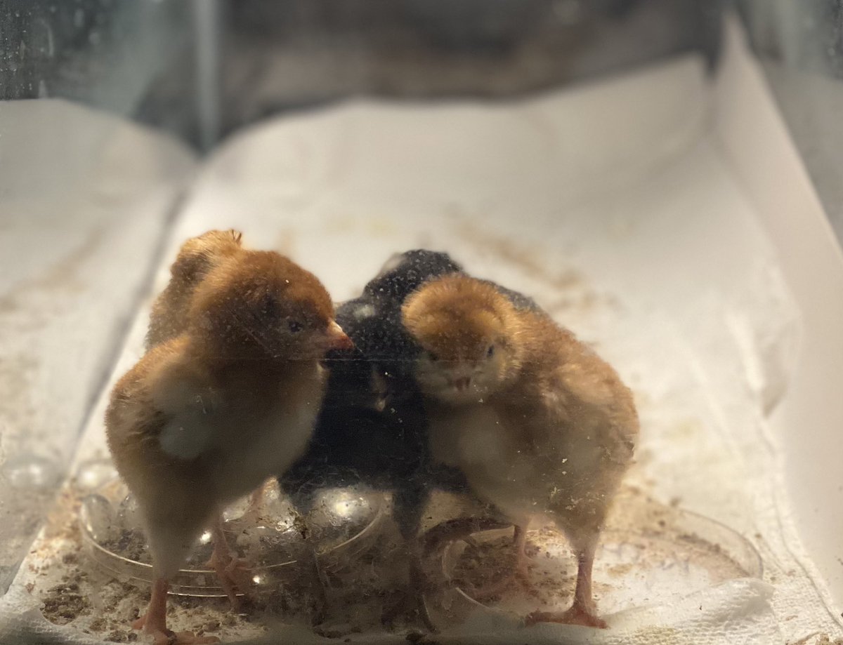 Keith Fab Firsties tweet media