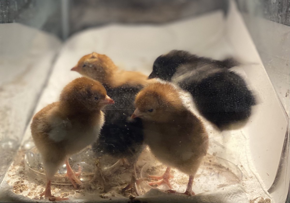 Keith Fab Firsties tweet media