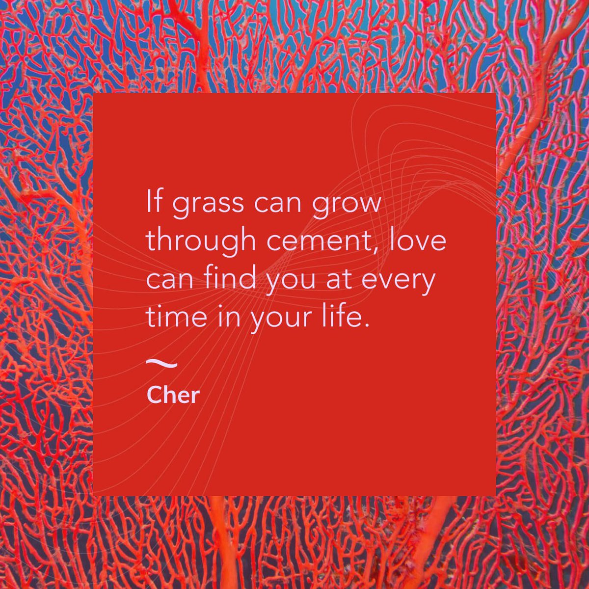 parrotadgroup's tweet image. Friday Nov12 photo and quote of the day :) #PAGPOTD #a11y #Alt_text #Cher