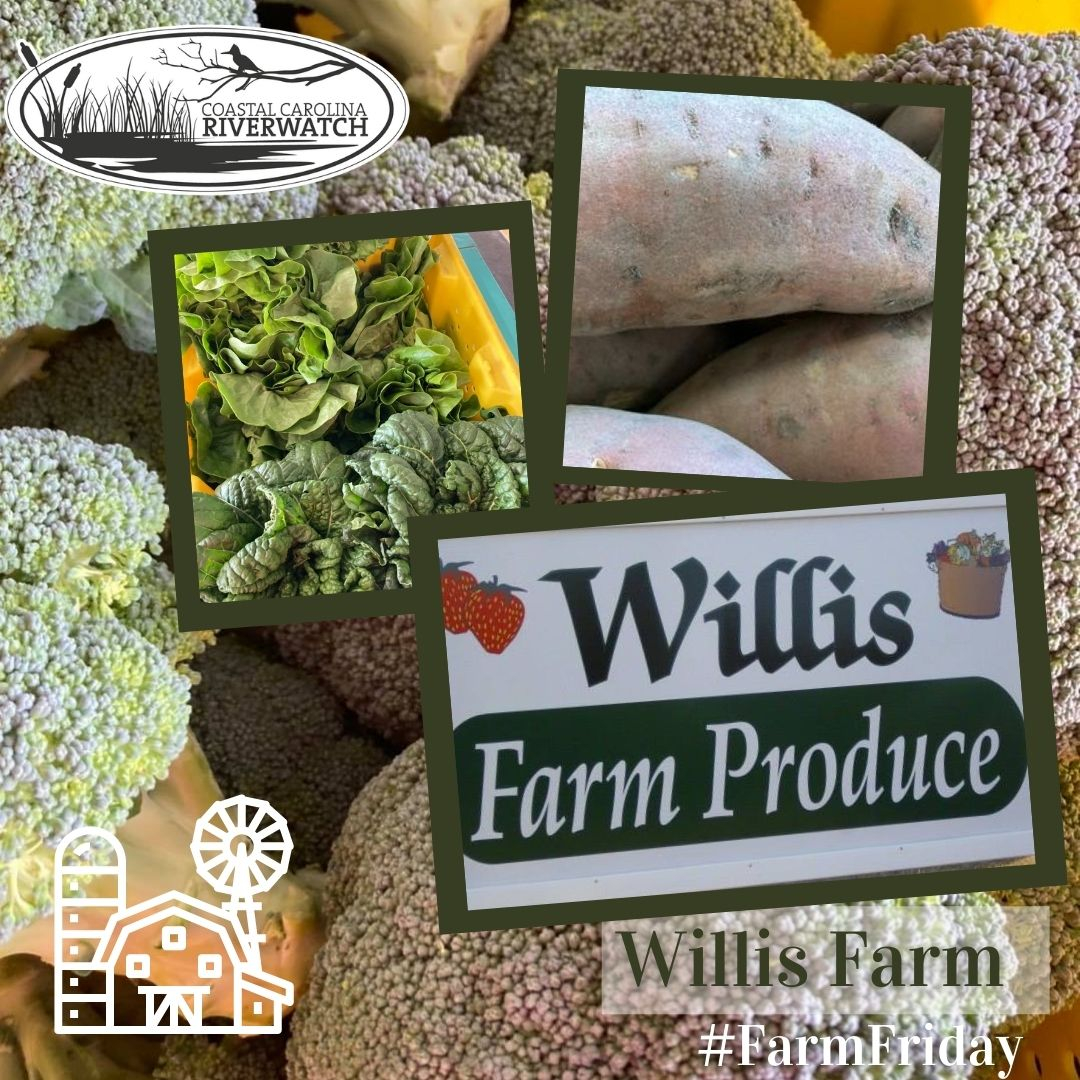 Coastal Carolina Riverwatch tweet media