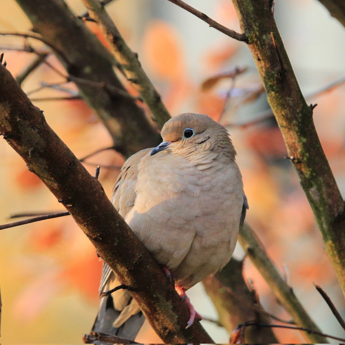 birdhouse_love's tweet photo. A little fall beauty on this fall Friday... π
#falllove #fallleaves #falllooks #fallvibes #mourningdove #mourningdoves #dove #doves #fall #fallmorning #falllight #ohiobackyardbirding #ohiobirdlovers #ohiobirding #ohiobirder https://t.co/UBoUqINmlW