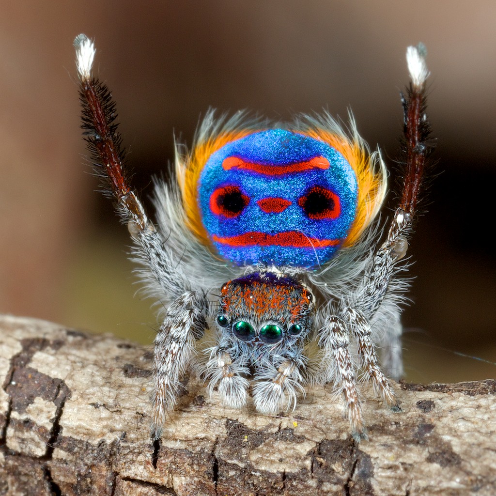 Animals_onearth's tweet photo. Coastal peacock spider
عنكبوت الطاووس الساحلي

نوع من العناكب القافزة🕷️
الموطن: جنوب غرب أستراليا 🌏
#عالم_الحيوانات https://t.co/80mzKR9yvF