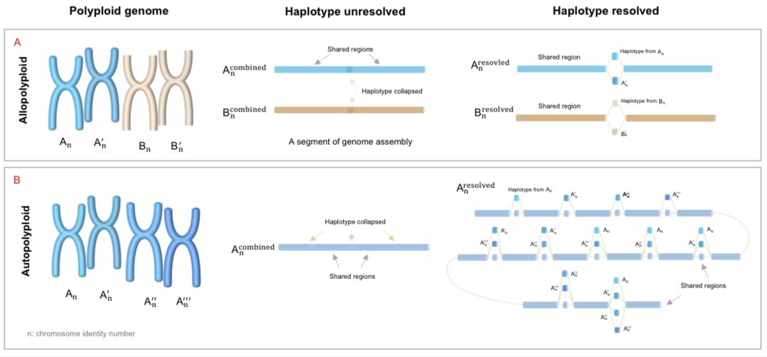 Towards haplotype studies in polyploid plants to assist breeding #opinion #MolecularPlant cell.com/molecular-plan…