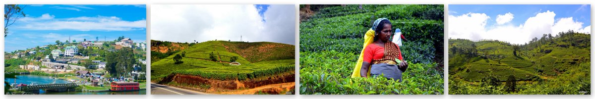 WhyNotGetaways's tweet photo. Nuwara Eliya
whynot.getaways@gmail.com #Travel #srilanka #privatetour https://t.co/OHOSHqTJp3