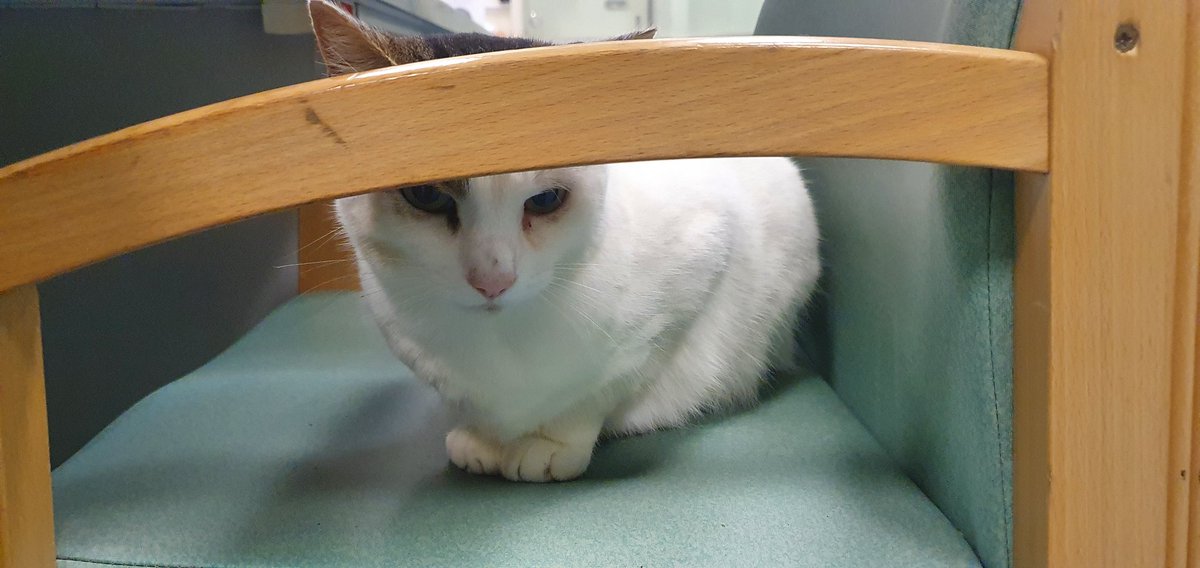 RCHTCharity tweet media