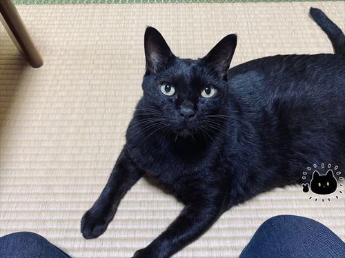 猫に「7時に起こして」と冗談を言ったら…… まさかの結果に驚く飼い主とお世話好きの黒猫の漫画 https://t.co/g3AzDYOUPR @itm_nlabより