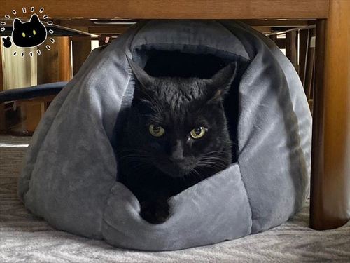 猫に「7時に起こして」と冗談を言ったら…… まさかの結果に驚く飼い主とお世話好きの黒猫の漫画 https://t.co/g3AzDYOUPR @itm_nlabより