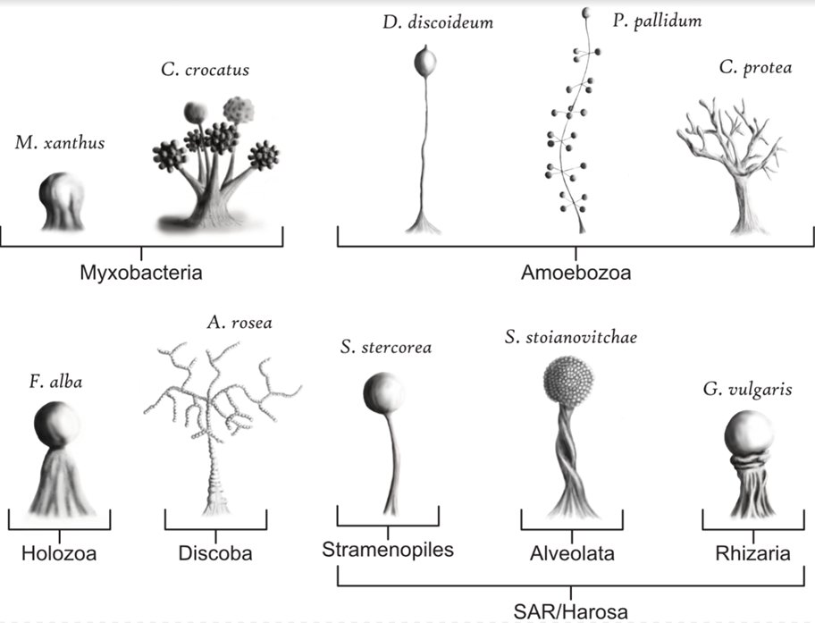 wc_ratcliff's tweet photo. Chapter 6, authored by Greg Velicer, @lafortma and @SBCswordwoman is entitled “Group transformation: On the evolution of aggregative multicellularity”. This chapter focuses on the selective drivers of multicellularity in aggregative organisms. 15/32 https://t.co/koCxoVNHyX