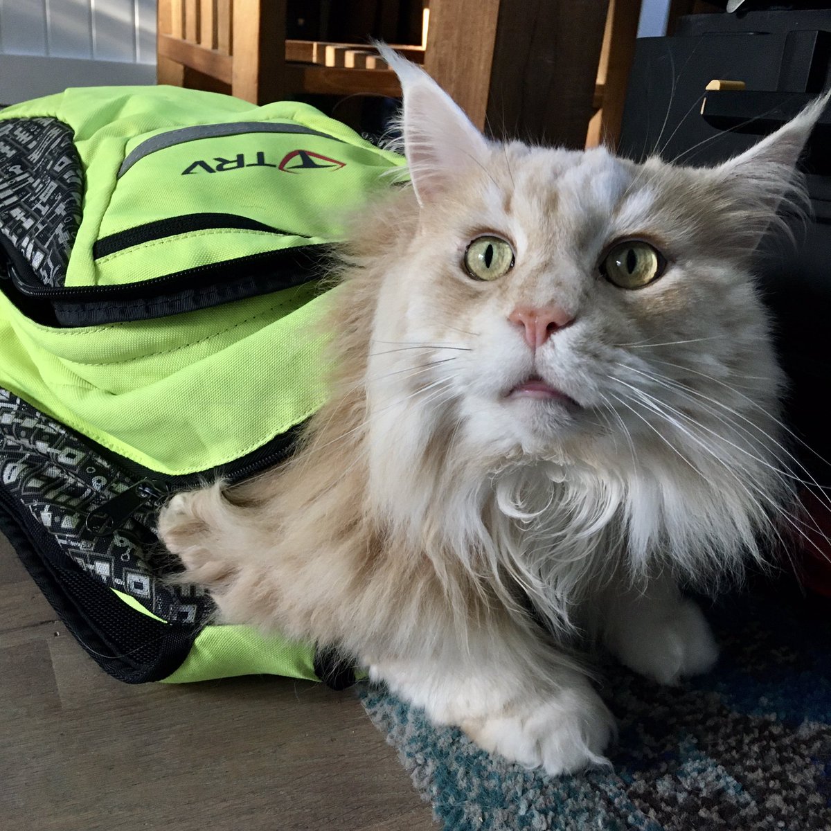 ItalRosa's tweet photo. Can I come too? #motorride #mainecoon #catsoftwitter https://t.co/YlYWEafkIB