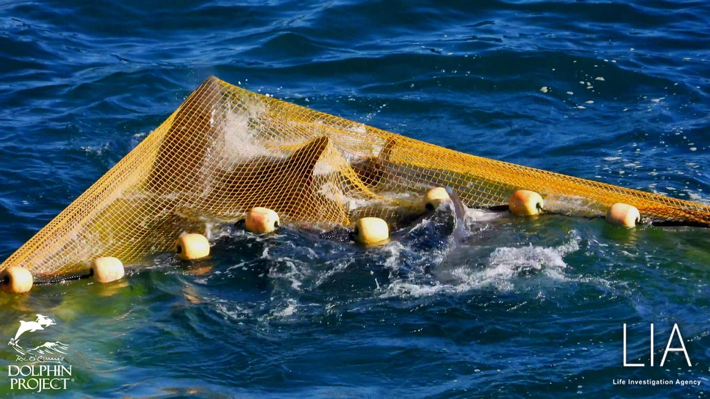 Dolphin Project tweet media
