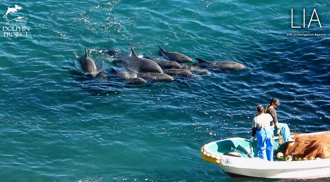Dolphin Project tweet media