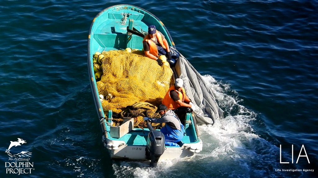 Taiji: We're sad to report that 11 melon-headed whales were killed in Taiji's infamous cove today. Please lend them your voice by going to bit.ly/2WK4imo.
November 5, 2021 6:01PM #DolphinProject #LifeInvestigationAgency