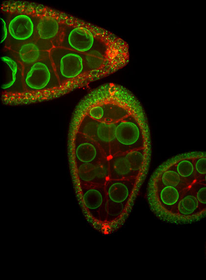 #FluorescenceFriday 

👉 Nuclear migration in the oocyte of #Drosophila, Nuclei in green, plasma membranes in red
 
From <a href="/LohMaelys/">Maëlys Loh</a> <a href="/GuichetLab/">Guichet Lab</a> <a href="/IJMonod/">Institut Jacques Monod</a>