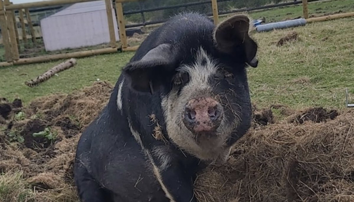 Animal sanctuary appeals for support to help keep pigs safe.

👉 bit.ly/3ww4Hqp