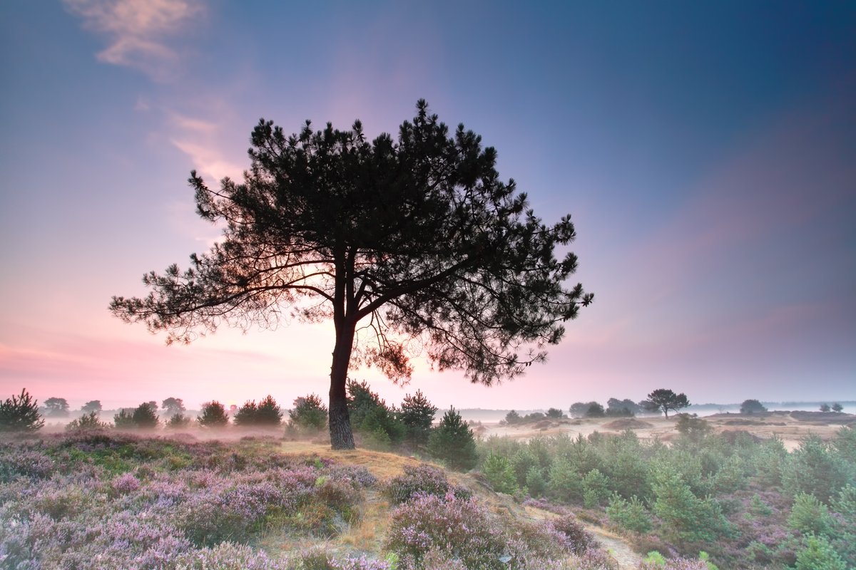 Interesse in het landschap van de Drents-Friese Grensstreek en wil je hier meer over weten? Meld je aan voor het webinar over de landschapsbiografie op 25 november 2021 om 20.00 uur. Meer info en aanmelden via ap.lc/CyV62