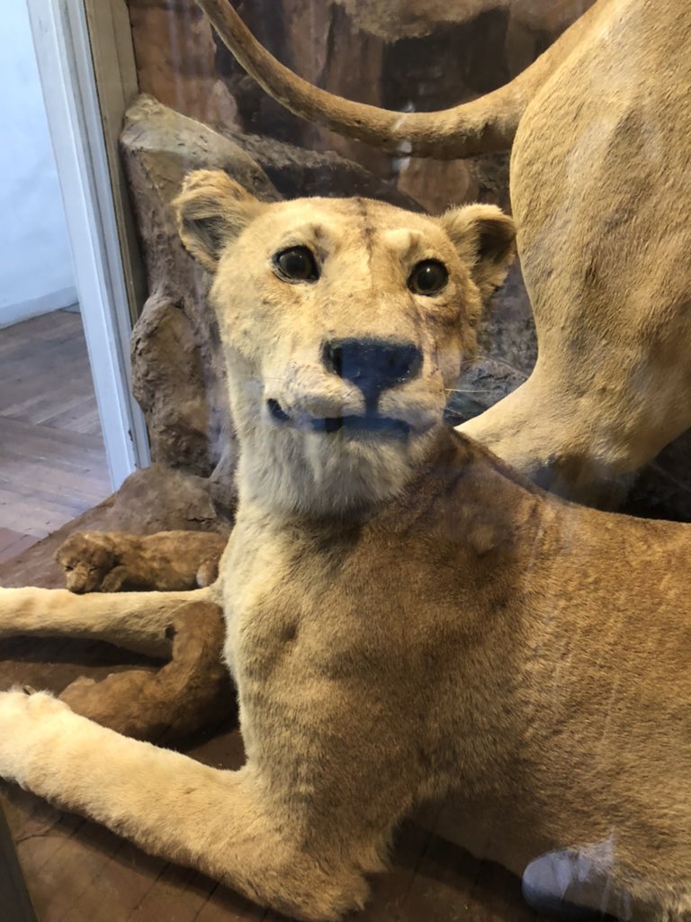 « C’est quoi tous ces museomixeurs qui passent dans tous les sens avant l’arrivée du public ? » #museomix #msxndie #museomixrouen