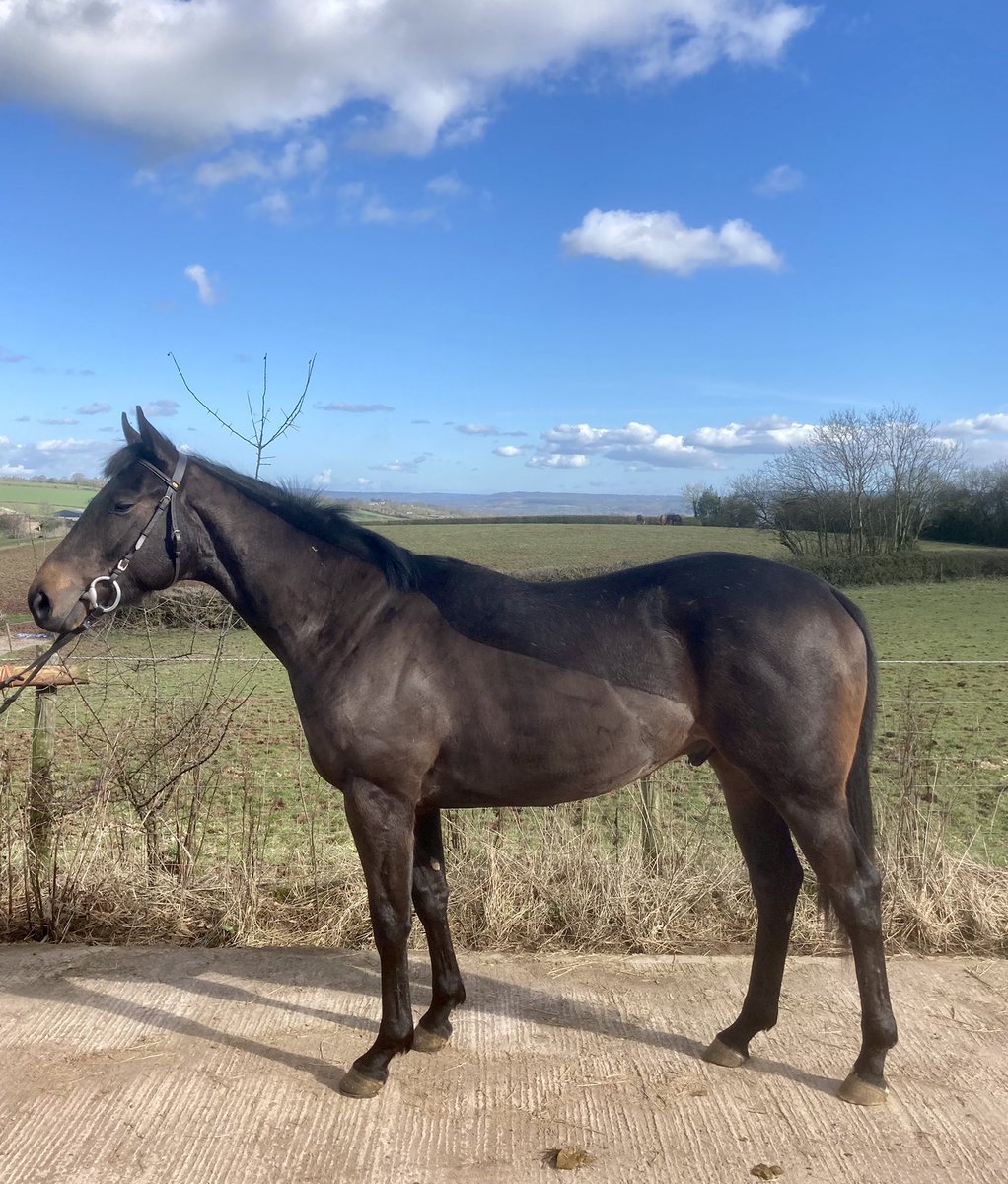jmhracing1's tweet photo. Good luck Red Phantom (Red) on your Aussie adventure now your big money transfer is complete. 
On day 1 this son of Estidhkaar showed all the right attributes to succeed. A bargain at £800 from the Somerville Yearling sale. @MarkToddracing @HettaStevens @Tattersalls1766 https://t.co/awbYoRB6sC