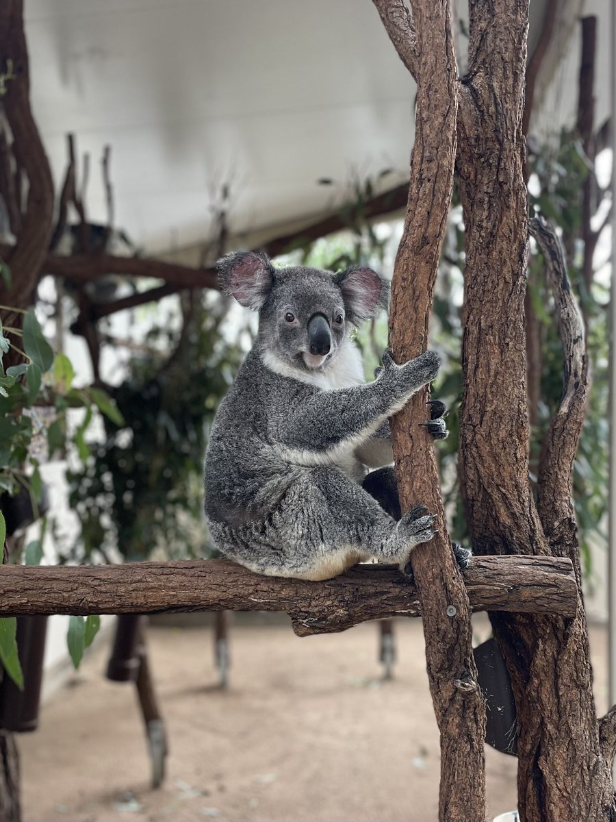 effybrown's tweet photo. 1 year ago today I flew half way round the world only planning to be out here 8 months. I miss friends and family but am having an incredible time. I enjoy my job (even in ED!), I’ve made great friends and I’ve found the work life balance people dream of. To Australia 🥂 https://t.co/IFjdFaGHYl
