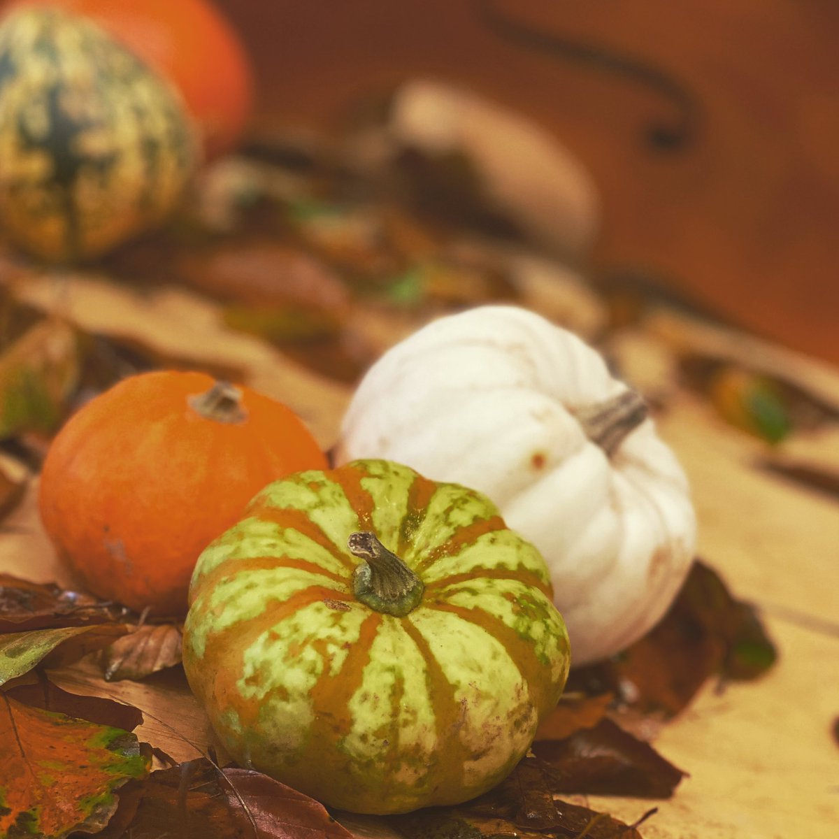 scintilloqtet's tweet photo. Autumn is a beautiful season for weddings. We’re looking forward to playing at some gorgeous venues this month including @SwynfordManor @EastonGrange @gaynespark @Tudor_Barn @hengravehall #stbotolphs #colchester 🍁🎶🍂🎻🍁 #autumnwedding #ukautumn https://t.co/fzAZXBr0cX