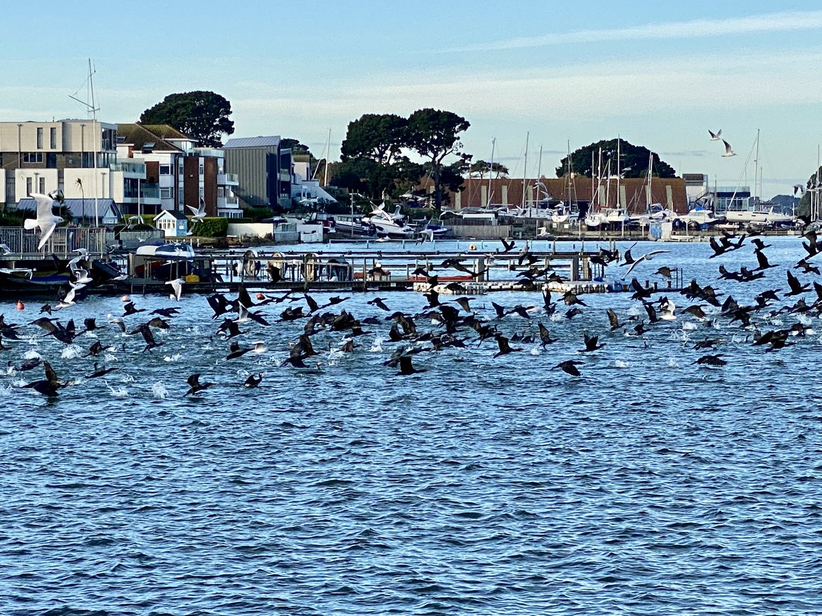 CharliePeckham5's tweet photo. A gulp of cormorants spotted at Sandbanks this morning @SouthTodayNews https://t.co/sR2mavBda0