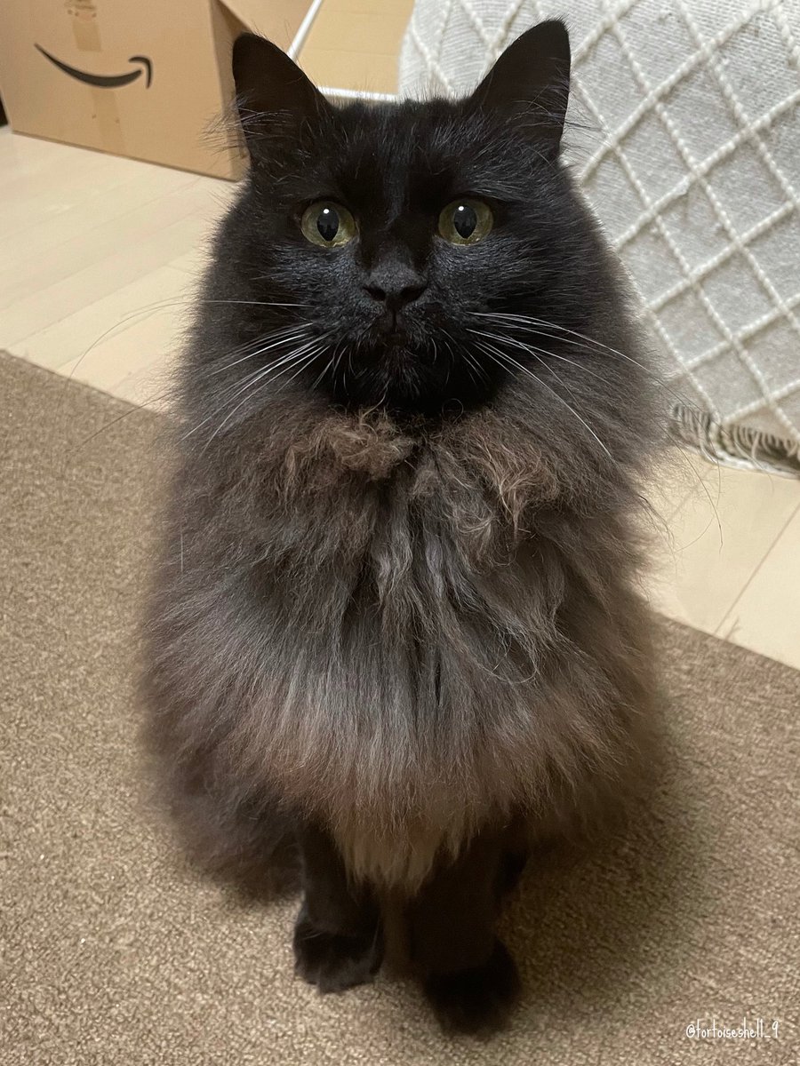 洗ってる間ずっと笑っててごめんね きょとんとしたお顔のお風呂上がりの黒猫さん ギャップにやられる人続出 お利口さん Togetter