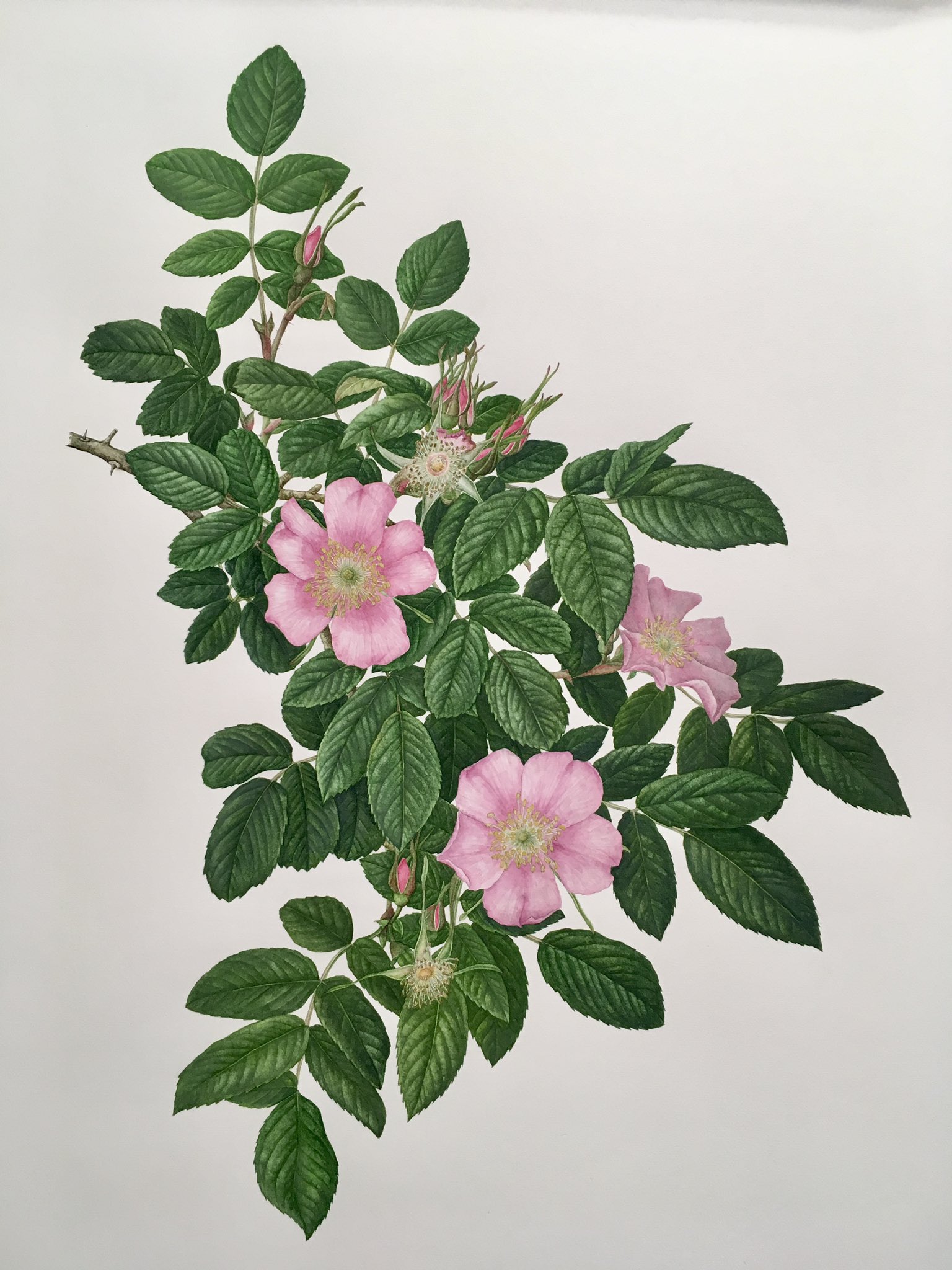 Michie Botanical Artist 道惠 11月も既に5日 遅くなっちゃった 今月のカレンダーのインフォメーション 11月の薔薇は日本の野生バラのひとつ カラフトイバラ Rosa Amblyotis 豪華な薔薇も良いけれど 私は野生の薔薇が好き Rose Roses Calendar