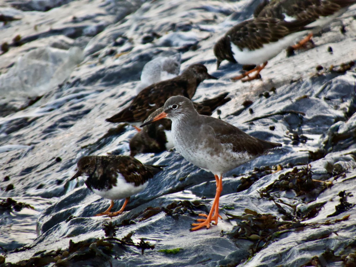 cirzh's tweet photo. #Redshank #RedConservationStatus #Sandpipers #RuddyTurnstone #Turnstone #Sanderling #GreenConservationStatus #TwitterNatureCommunity #Skerries #Fingal #lovefingaldublin #birdwatching #birdwatchireland #birds #waders #shorebirds https://t.co/9F2u1Rr5SH