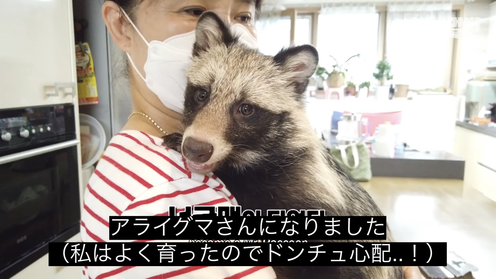 どうぶつ動画字幕bot on X: