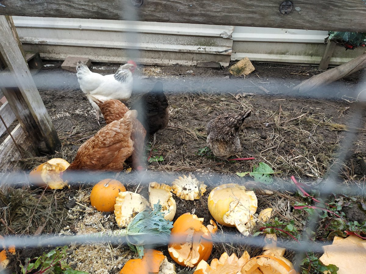 kimmys_kitchen's tweet photo. A few pictures from the allotment this week 🥰 
#allotment #allotmentlife #allotmentlove #allotments #allotmentgarden #allotmenteer #allotmenteering #allotmentgardening #allotmentharvesting #allotmentnews #allotmentjournal #allotmentveg #allotmenthens https://t.co/F9Duo5FZ5R