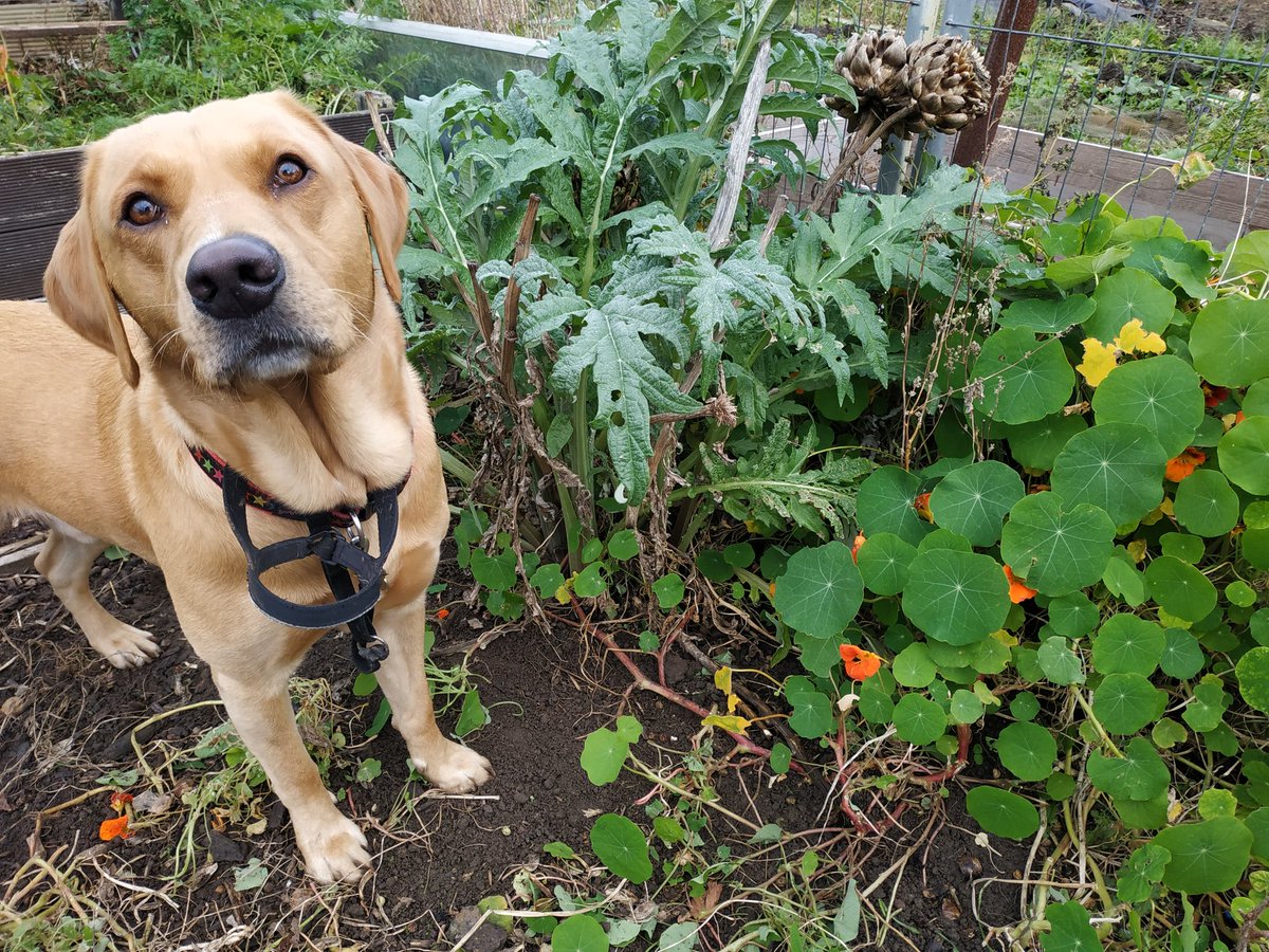 kimmys_kitchen's tweet photo. A few pictures from the allotment this week 🥰 
#allotment #allotmentlife #allotmentlove #allotments #allotmentgarden #allotmenteer #allotmenteering #allotmentgardening #allotmentharvesting #allotmentnews #allotmentjournal #allotmentveg #allotmenthens https://t.co/F9Duo5FZ5R